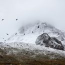 birds-cold-fog-4037-825x550