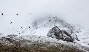 birds-cold-fog-4037-825x550