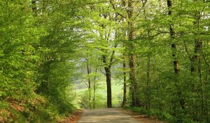 scenic-forest-path-1397697