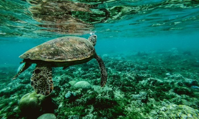 Cultura oceânica