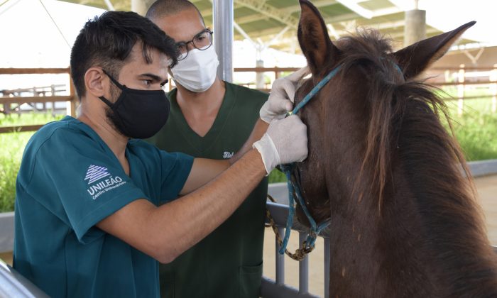 Atendimento animais no Unileão